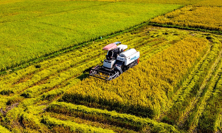 Nông dân thu hoạch lúa tại Đồng bằng sông Cửu Long khi thị trường lúa gạo cuối năm duy trì trạng thái ổn định, ít biến động.